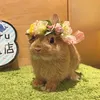 うさぎのこた🐰