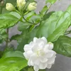 tamdaodoi