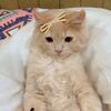 catuu125
