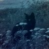 cjpv_24