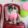 bum_pug