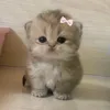 flufflykitpaws