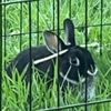 emobunny24