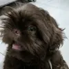 toddynhoshihtzu1