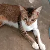 achmadsyukron7