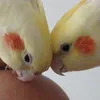 keila_488