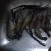 udanggalahgorgon