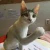 minhquan_952