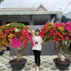 Hoa Giấy Ngọc Bích Sa Đéc