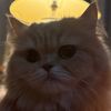 thecutecatouss