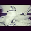 snoopy_mika