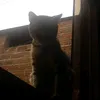 joseph_455