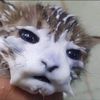 izzytherat9