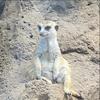 fat_lil_meerkat