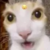 _jsu11