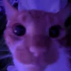 _.._gato_.._