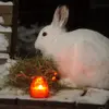 candlelightbunny