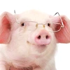 pig.with.glasses