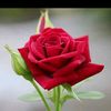 user50939161