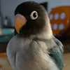 toniazul8
