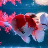 Ngắm Cá Đẹp Online