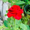 meiw_270266