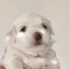 patrokka_rm
