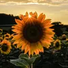 thuy_le.0910