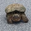 fatneckturtle0