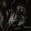 vitor_viana027