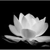 trn.hu.linh4