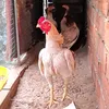 quanghuynh_3
