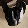 rodger_thefrenchie