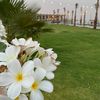 almahasalim