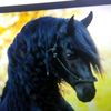 ava_horses12345