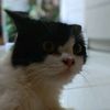 memeong_57