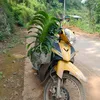 buithehien1