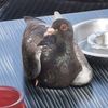 pigeonhunter81