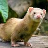 furet2.0