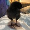 chick_ends1332