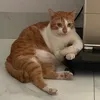 ketchim__