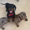 thedachshund_couple