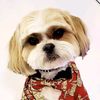 kalo7thedogmodel