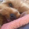 __polotenchik__