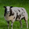 spottylamb89