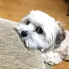 dais-san