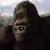 kingkongking06