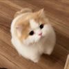 heartppang