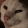 oxm._