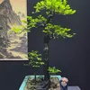 Chắc Trần